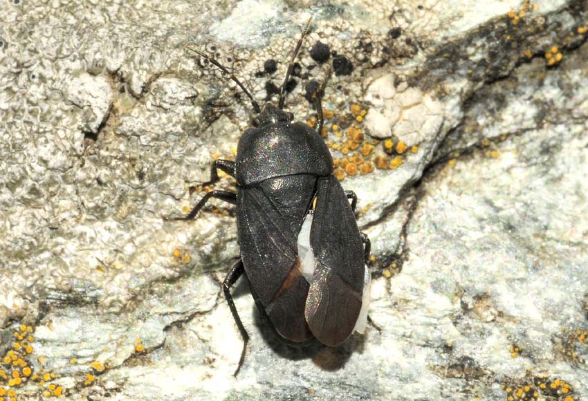 Lygaeidae: Aellopus atratus della Toscana (MS)